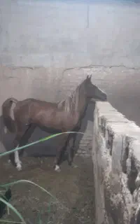 اسب مادیون