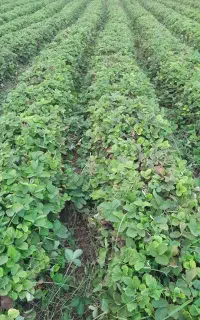 نهال سابرینا وکاماروس