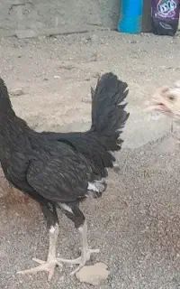 فروش جوجه محلی طوسی سیاه