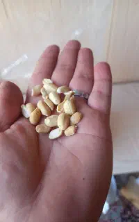 بادام زمینی کره گیری