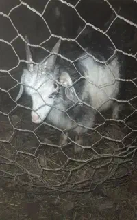 فروش کچی
