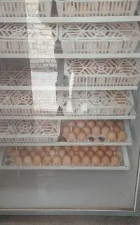 ۲ عدد دستگاه جوجه کشی