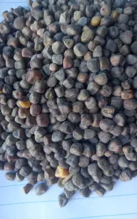 خریدار گرگرو