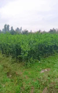 انواع نهال مرکبات وسیاه ریشه ونهال استوایی