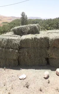 یونجه
