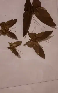 سنجاقک وپراونه جنس مس