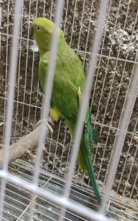 ملنگو ماده