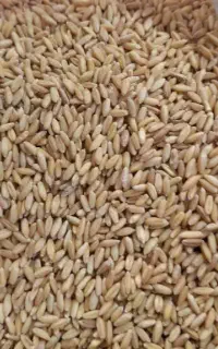 گندم ‌دانه‌مخصوص برای‌مرغ‌وپرنده