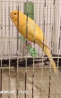 قناری نر رسمی بلند مست جفت