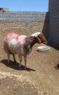 شیشک قوچ چهاردندون کله بور سنجابی