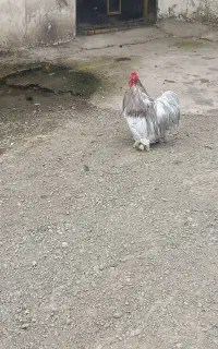 خروس کوشین