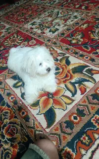 فروش سگ خانگی