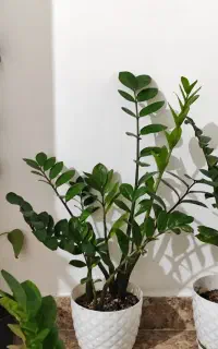 گل آپارتمانی (زامیفولیا)