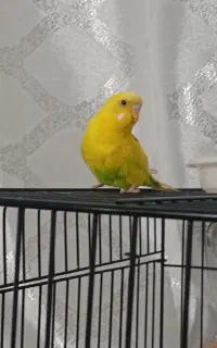 مرغ عشق نر معاوضه با ماده مولد