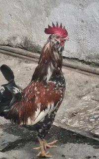 ۰۹۰۱۰۹۲۸۳۳۸