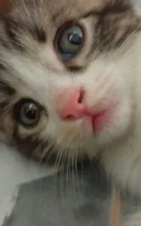 گربه