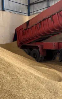 فروش جو ذرت سبوس گندم خوراک شیری