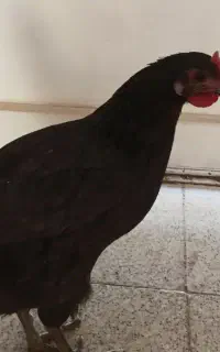 مرغ بومی تخمگذار