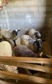 گوسفند محلی و رومانف نر ماده