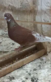 کبوتر