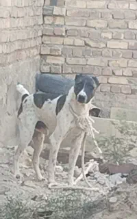 سگ نگهبان