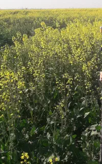 نقشه برداری
