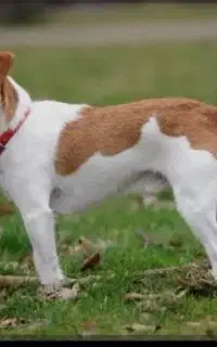 واگزاری نژاد راسل