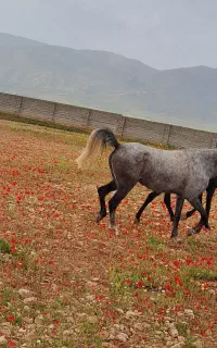 مادیون  کردی