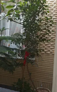 فروش کاج مطبق