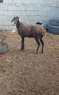 بره ماده 6ماهه
