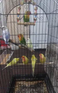 طوطی برزیلی
