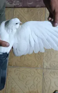 کبوتر