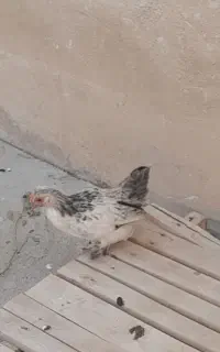 مرغ وخروس پا کوتاه