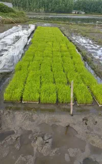 باکس هاشمی درجه یک