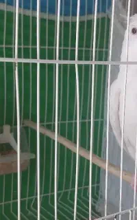 عروس هلندی