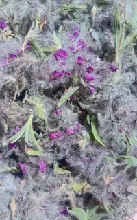 چاهی کوهی (کلک گربه)