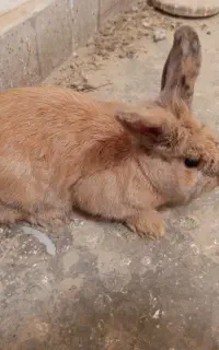 خرگوش بازیگوش
