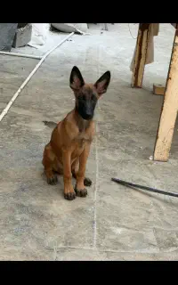 سگ نژاد مالینوا