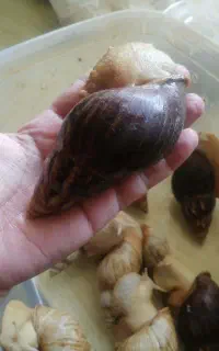 واگذاری حلزون در 3 اندازه به تعداد بالا