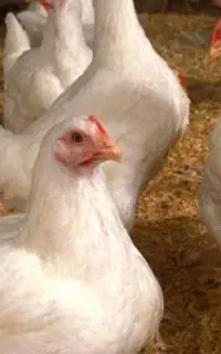 کارگر ماهر نرغداری