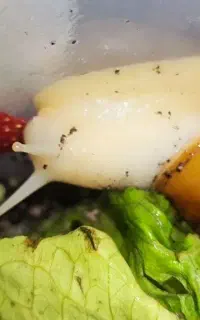فروش حلزون کلاژن ساز