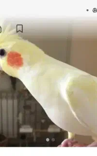 عروس هلندی گم شده