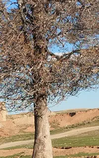 چوب