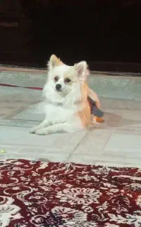 باسلام