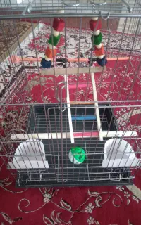قفس نونو هنوز استفاده نشده