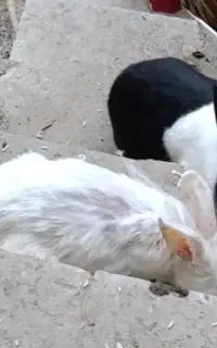 خرگوش سفید بچه زا