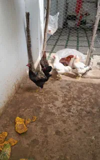 فروش خروس