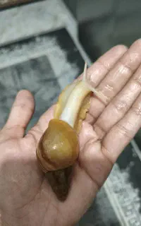 حلزون