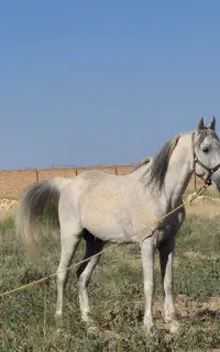 اسب کرد ۷به۸ با مادیان