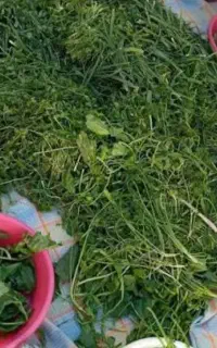 سبزی پاک کن ریحان